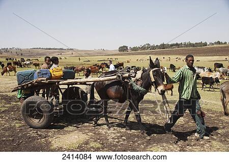 Picture - Man with donkey cart collecting water, near Gondar; Amhara region, Ethiopia. Fotosearch