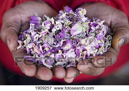 Man With Handful Of Dried Of Roses, Close Up, Marrakesh, Morocco View Large Photo Image Stock Photo - Man With Handful Of Dried Of Roses, Close Up, Marrakesh, Morocco. Fotosearch