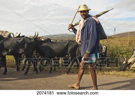 Man With His Zebu Herd Along The Road Between Ambositra & Ambavalao, Fianarantsoa Province, Madagascar View Large Photo Image Stock Image - Man With His Zebu Herd Along The Road Between Ambositra & Ambavalao, Fianarantsoa Province, Madagascar. Fotosearch