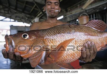 Stock Photograph - Man With Red Snapper In Fish Market. Fotosearch