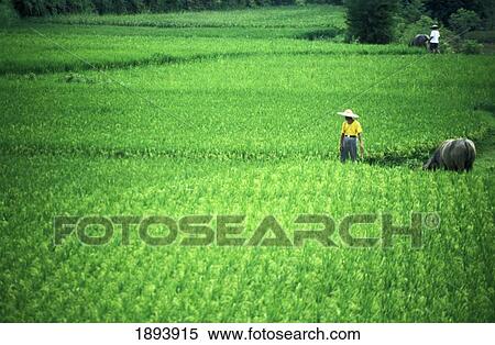 Stock Photography - Man With Water Buffalo In Field. Fotosearch