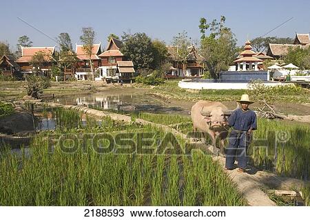 Mandarin Oriental Dhara Dhevi Hotel; Chiang Mai, Thailand View Large Photo Image Stock Image - Mandarin Oriental Dhara Dhevi Hotel; Chiang Mai, Thailand. Fotosearch