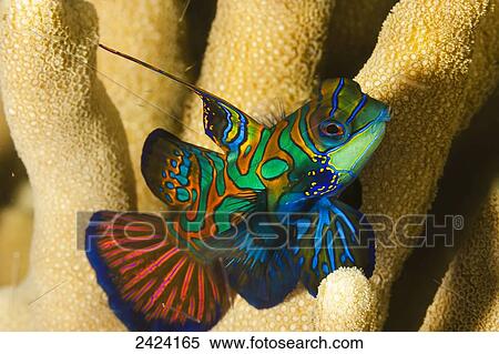 Stock Photography - Mandarinfish (Synchiropus splendidus); Yap, Micronesia. Fotosearch