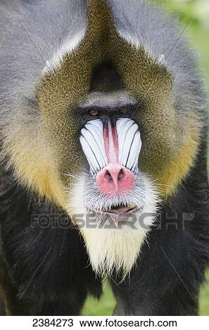 Mandrill (Mandrillus sphinx) native to southern Cameroon, Gabon, Equatorial Guinea, and Congo in Africa, in the San Francisco Zoo; San Francisco, California, United States of America View Large Photo Image Stock Image - Mandrill (Mandrillus sphinx) native to southern Cameroon, Gabon, Equatorial Guinea, and Congo in Africa, in the San Francisco Zoo; San Francisco, California, United States of America. Fotosearch