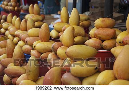 Mangoes For Sale At The Market, San Cristobal De Las Casas, Chiapas, Mexico View Large Photo Image Stock Image - Mangoes For Sale At The Market, San Cristobal De Las Casas, Chiapas, Mexico. Fotosearch