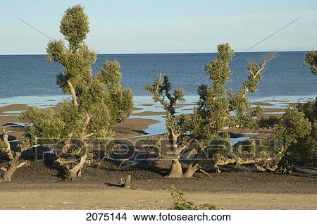 Picture - Mangroves Along The Mozambique Channel, Mangily, Toliara Province, Madagascar. Fotosearch