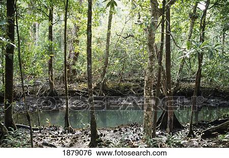 Mangroves, Daintree View Large Photo Image Stock Photograph - Mangroves, Daintree. Fotosearch
