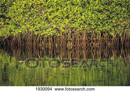 Picture - Mangroves Reflected In The Water At Black Turtle Cove, Santa Cruz Island, Galapagos Islands, Ecuador. Fotosearch