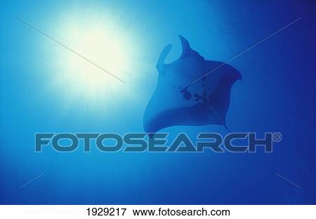 Stock Photo - Manta Ray Cruises Past Feeding On Plankton; Fred's Pinnacle, Poor Knights Islands, New Zealand. Fotosearch