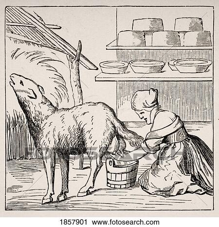 Stock Image - Manufacture Of Cheeses In Switzerland. 19Th Century Copy Of Woodcut In Cosmographie Universelle Dated 1549. Fotosearch