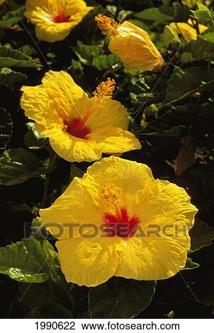 Many Bright Yellow Hibiscus Flowers On Plant, Red Center View Large Photo Image Stock Image - Many Bright Yellow Hibiscus Flowers On Plant, Red Center. Fotosearch
