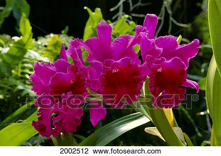 Many Cattalaya Orchids On Plant, Vibrant Purple With Darker Center View Large Photo Image Stock Image - Many Cattalaya Orchids On Plant, Vibrant Purple With Darker Center. Fotosearch