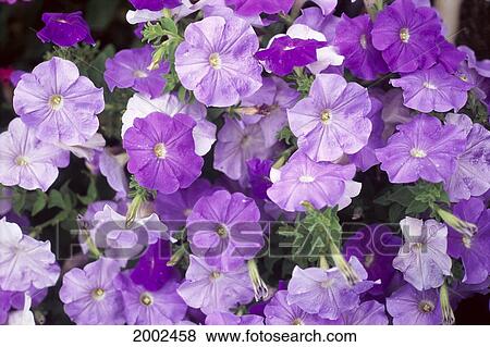 Many Different Shades Of Purple Petunias On Plant View Large Photo Image Stock Photo - Many Different Shades Of Purple Petunias On Plant. Fotosearch