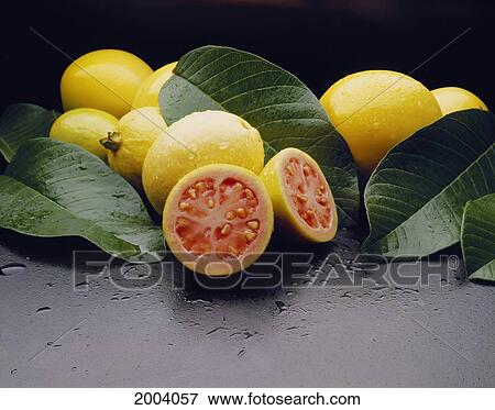 Many Guava On Black Table, Water Droplets, One Cut In Half, Studio Shot View Large Photo Image Stock Photo - Many Guava On Black Table, Water Droplets, One Cut In Half, Studio Shot. Fotosearch