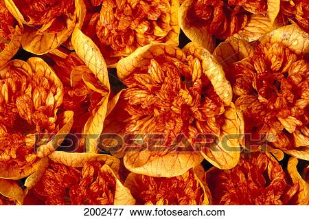 Many Orange And Red Lantern Ilima Flowers, Close-Up View Large Photo Image Stock Photo - Many Orange And Red Lantern Ilima Flowers, Close-Up. Fotosearch