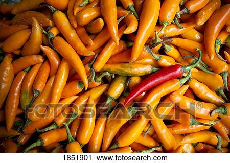 Stock Image - Many Orange Peppers With One Red One. Fotosearch