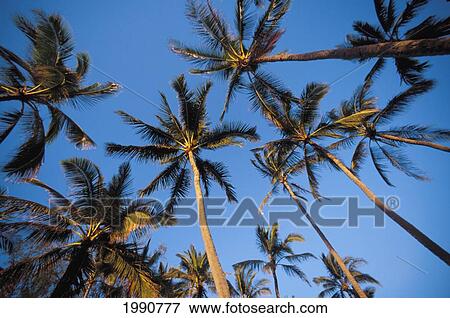 Stock Photo - Many Palm Trees Against Clear Blue Sky, Warm Light, Shot From Below. Fotosearch