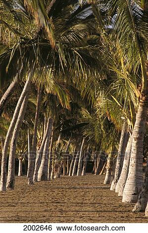 Stock Photograph - Many Palm Trees Growing In Sand At Beach, Afternoon Shadows. Fotosearch