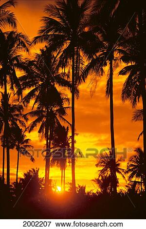Many Palms Silhouetted In Vibrant Orange Sunset Sky View Large Photo Image Stock Photo - Many Palms Silhouetted In Vibrant Orange Sunset Sky. Fotosearch