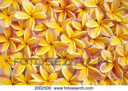 Stock Image - Many Red And Yellow Plumeria Flowers Spread Overlapping, Water Droplets. Fotosearch