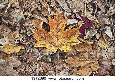 Stock Image - Maple Leaf In Guildwood Park In Fall, Toronto, Ontario, Canada. Fotosearch