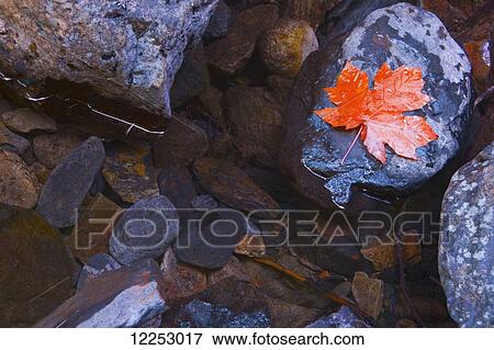 Maple leaf on a rock; British Columbia, Canada View Large Photo Image Stock Photo - Maple leaf on a rock; British Columbia, Canada. Fotosearch