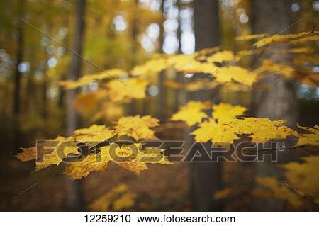 Maple leaves in autumn; Brampton, Ontario, Canada View Large Photo Image Stock Image - Maple leaves in autumn; Brampton, Ontario, Canada. Fotosearch