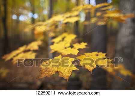 Maple leaves in autumn; Brampton, Ontario, Canada View Large Photo Image Stock Image - Maple leaves in autumn; Brampton, Ontario, Canada. Fotosearch