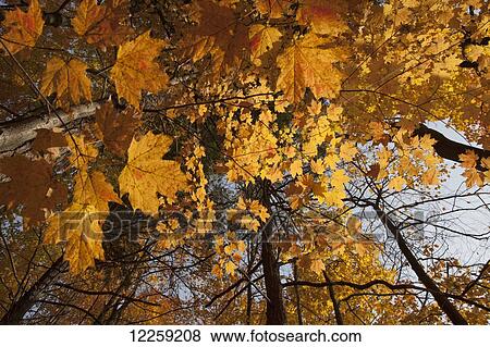 Stock Photo - Maple leaves in autumn; Brampton, Ontario, Canada. Fotosearch