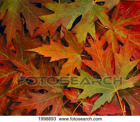 Maple Leaves In Autumn Colors, Background B1624 View Large Photo Image Stock Image - Maple Leaves In Autumn Colors, Background B1624. Fotosearch