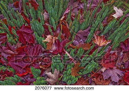 Stock Photo - Maple Leaves Laying On The Ground In Algonquin Park; Ontario Canada. Fotosearch