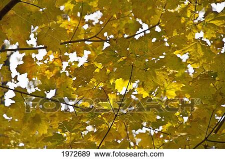 Maple Tree In Guildwood Park, Toronto, Ontario, Canada View Large Photo Image Stock Photo - Maple Tree In Guildwood Park, Toronto, Ontario, Canada. Fotosearch