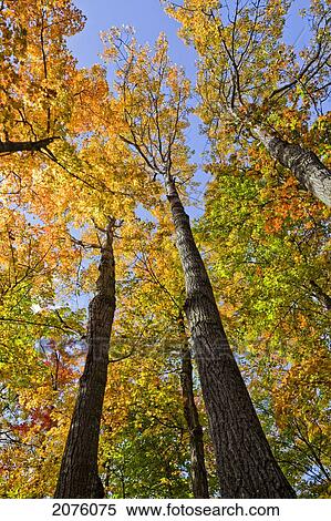 Maple Trees In Autumn Colours In Algonquin Provincial Park; Ontario Canada View Large Photo Image Stock Photography - Maple Trees In Autumn Colours In Algonquin Provincial Park; Ontario Canada. Fotosearch