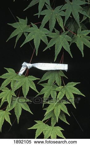Stock Photography - Maple Twigs Tied Together With Strap. Fotosearch