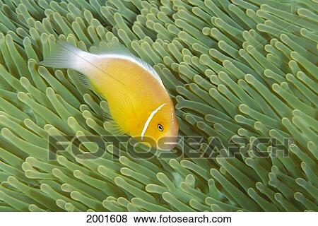 Mariana Islands, Saipan, Anemonefish And Anemone (Amphiprion Perideraion) Heteractis Magnifica View Large Photo Image Stock Photo - Mariana Islands, Saipan, Anemonefish And Anemone (Amphiprion Perideraion) Heteractis Magnifica. Fotosearch