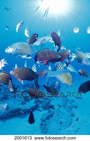 Stock Image - Mariana Islands, Saipan, Damselfish Parrotfish Wrasse, Sandy Bottom Sunburst Tropical. Fotosearch