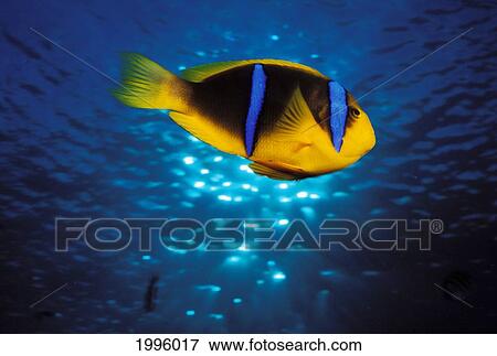 Stock Photo - Mariana Islands, Saipan, Orange-Fin Anemone Fish (Amphiprion Chrysopterus).. Fotosearch