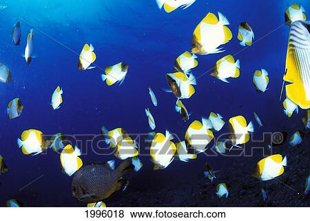 Mariana Islands, Saipan, Pyramid Butterflyfish And Other Tropical Fish Blue Ocean View Large Photo Image Stock Photo - Mariana Islands, Saipan, Pyramid Butterflyfish And Other Tropical Fish Blue Ocean. Fotosearch