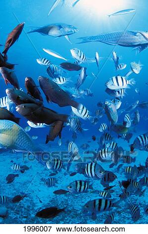 Mariana Islands, Saipan, Reef Fish Scene With Damselfish, Parrotfish And More. View Large Photo Image Stock Photo - Mariana Islands, Saipan, Reef Fish Scene With Damselfish, Parrotfish And More.. Fotosearch