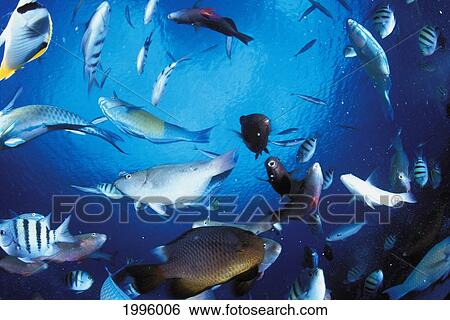 Mariana Islands, Saipan, Reef Fish Scene With Damselfish, Parrotfish And More. View Large Photo Image Stock Photograph - Mariana Islands, Saipan, Reef Fish Scene With Damselfish, Parrotfish And More.. Fotosearch