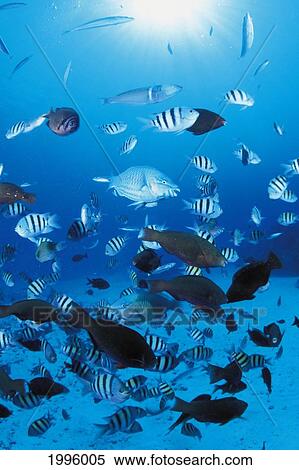 Stock Photography - Mariana Islands, Saipan, Reef Fish Scene With Damselfish, Parrotfish And More.. Fotosearch