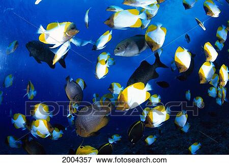 Stock Photo - Mariana Islands, Saipan, The Grotto Pyramid Butterflyfish And Other Tropical Fish Blue Ocean (Hemitaurichthys Polylepis). Fotosearch