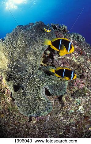 Stock Image - Mariana Islands, Saipan, Three Orange-Fin Anemone Fish And Anemone In Blue Ocean.. Fotosearch
