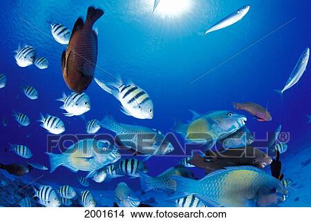 Picture - Mariana Islands, Saipan, Variety Of Damselfish Wrasse Parrotfish, Sunburst. Fotosearch