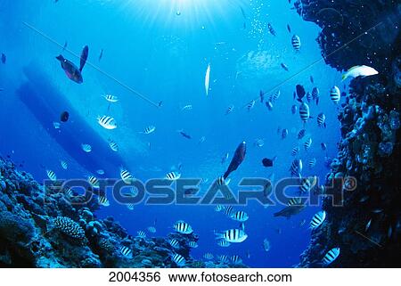 Stock Photograph - Mariana Islands, Saipan, Variety Of Tropical Fish And Reef Scene, Upward Boat At Surface Sunrays. Fotosearch