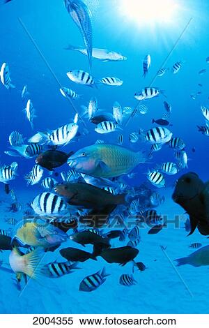 Stock Photography - Mariana Islands, Saipan, Variety Of Reef Damselfish Parrotfish Wrasse, Sandy Bottom Sunburst. Fotosearch