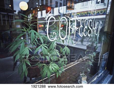 Marijuana Plant View Large Photo Image Stock Photo - Marijuana Plant. Fotosearch