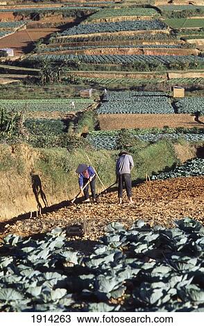 Market Gardening View Large Photo Image Stock Image - Market Gardening. Fotosearch