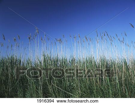 Picture - Marsh Grasses Beside The Road. Fotosearch