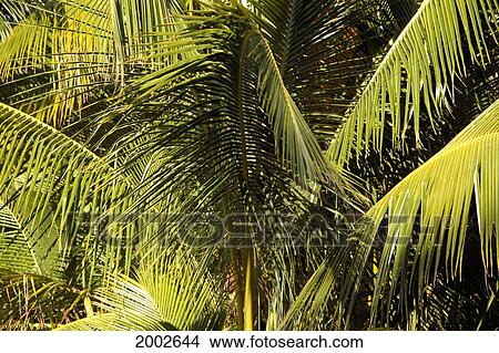 Marshall Islands, Close-Up Of Coconut Palm Fronds At Top Of Tree, Layers Of Yellow And Green View Large Photo Image Picture - Marshall Islands, Close-Up Of Coconut Palm Fronds At Top Of Tree, Layers Of Yellow And Green. Fotosearch